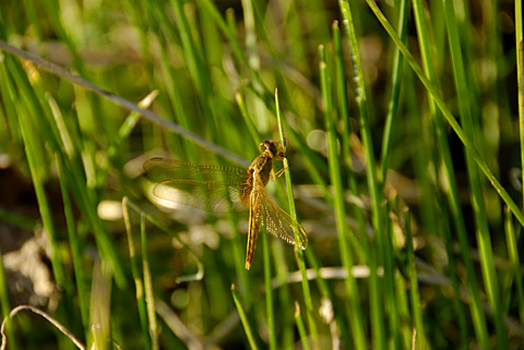 タイリクショウジョウトンボ タイリクショウジョウトンボ
