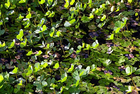 ナンゴクデンジソウ ナンゴクデンジソウ