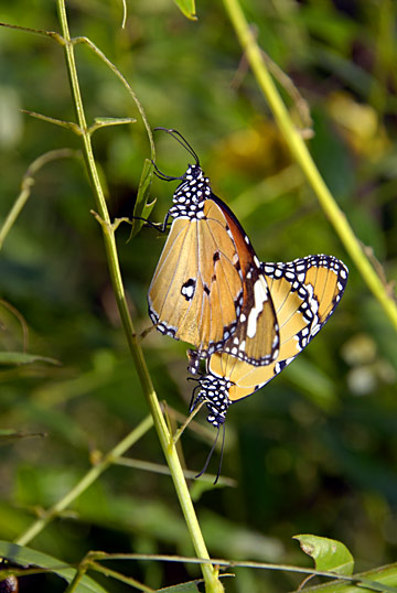 カバマダラ カバマダラ