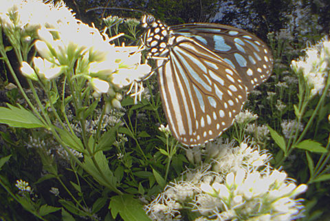 リュウキュウアサギマダラ リュウキュウアサギマダラ