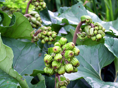 ツワブキ ツワブキ