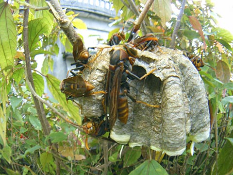 オキナワアシナガバチ オキナワアシナガバチ