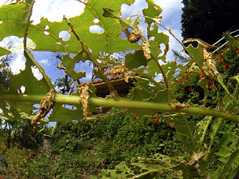 オオミノガ オオミノガ