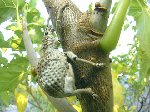 オキナワクワゾウムシ オキナワクワゾウムシ