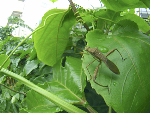 ホソヘリカメムシ ホソヘリカメムシ