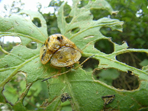 ヨツモンカメノコハムシ ヨツモンカメノコハムシ
