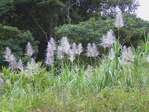 サトウキビ花穂 サトウキビ花穂
