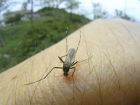 ヒトスジシマカ ヒトスジシマカ