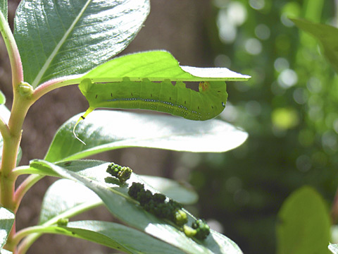 キョウチクトウスズメ幼虫(11/23撮影) キョウチクトウスズメ幼虫(11/23撮影)