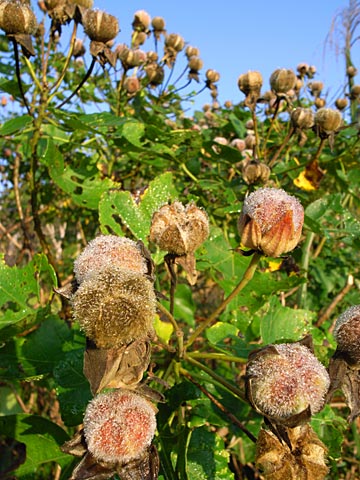 サキシマフヨウ蕾(11/25撮影) サキシマフヨウ蕾(11/25撮影)