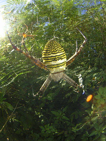 ナガマルコガネグモ ナガマルコガネグモ