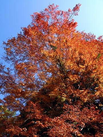 紅 葉 紅 葉
