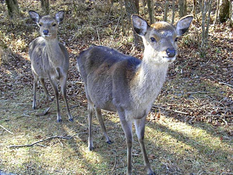 キュウシュウジカ キュウシュウジカ