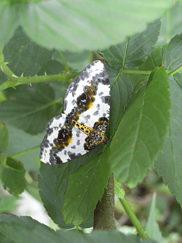 ユウマダラエダシャク