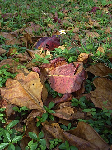 モモタマナ落葉