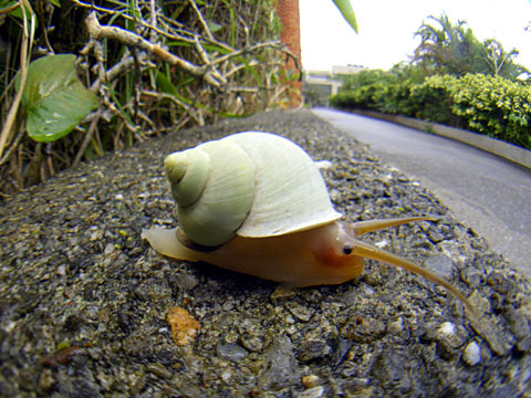 アオミオカタニシ