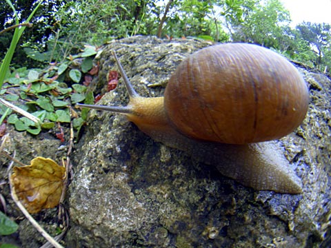 ウスカワマイマイ