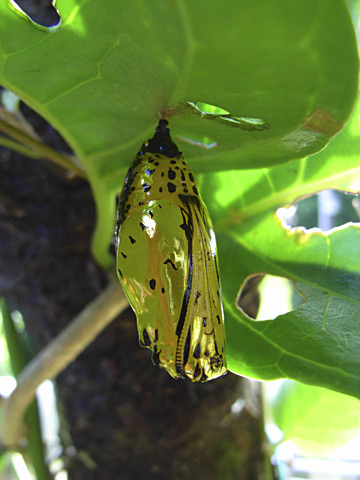 オオゴマダラ蛹