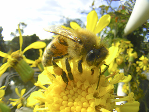 セイヨウミツバチ