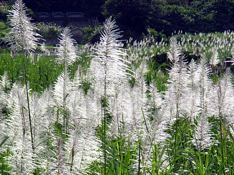 サトウキビ花穂