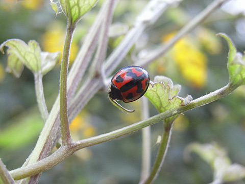 ダンダラテントウ