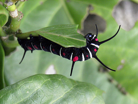 オオゴマダラ幼虫