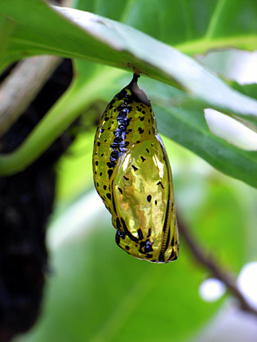 オオゴマダラ蛹