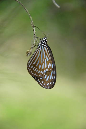 リュウキュウアサギマダラ