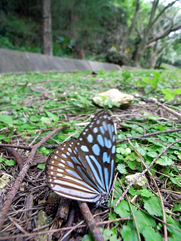 リュウキュウアサギマダラ