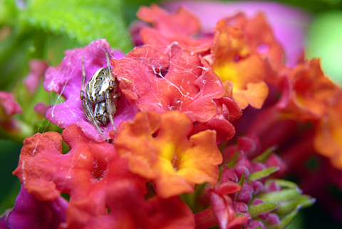 ホシスジオニグモ