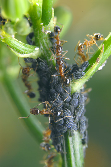 ツヤオオズアリ