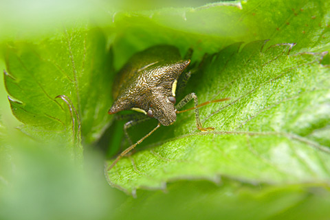 タイワントゲカメムシ