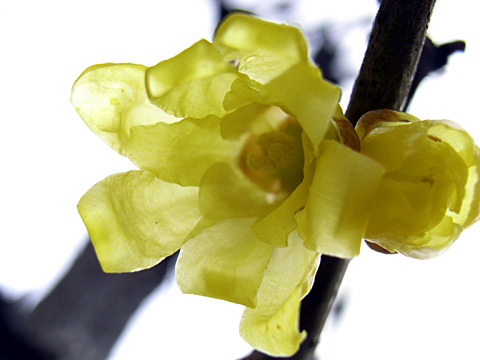 ソシンロウバイ