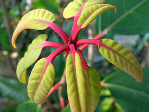 ユズリハ芽吹き