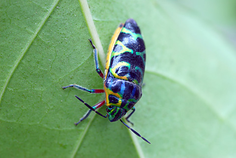 キンカメムシの一種