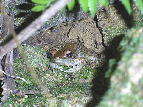 ハナサキガエル