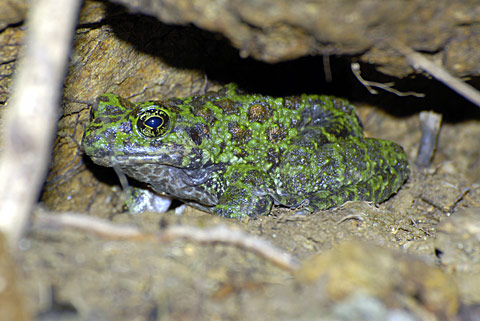 イシカワガエル