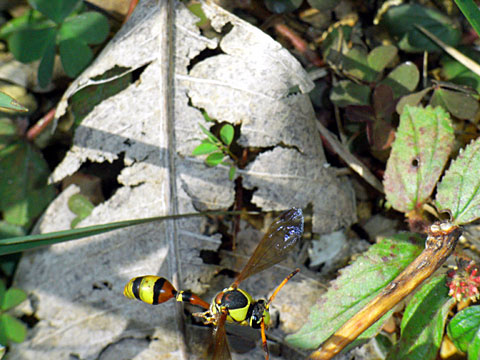 クロスジスズバチ