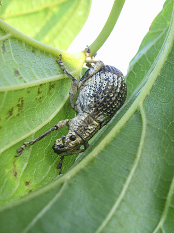 オキナワクワゾウムシ オキナワクワゾウムシ