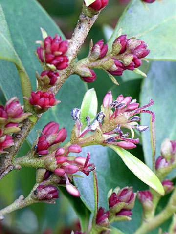 イスノキ花 イスノキ花
