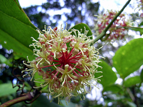 オキナワサルトリイバラ花 オキナワサルトリイバラ花