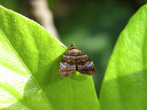 アコウハマキモドキ アコウハマキモドキ