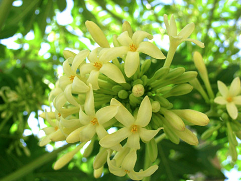 パパイヤ雄花 パパイヤ雄花