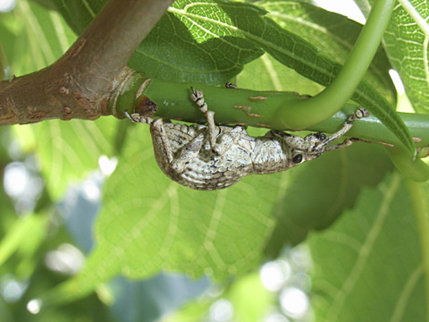 オキナワクワゾウムシ オキナワクワゾウムシ