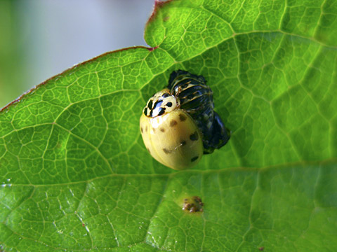 ハイイロテントウ羽化 ハイイロテントウ羽化
