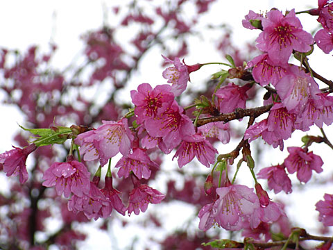 雨のカンヒザクラ 雨のカンヒザクラ