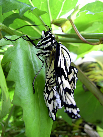 オオゴマダラ オオゴマダラ