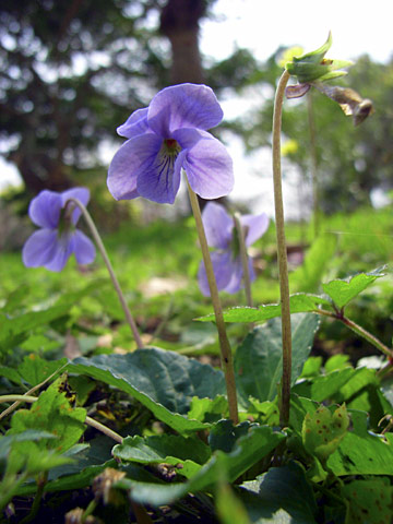リュウキュウコスミレ リュウキュウコスミレ