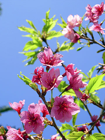 カンヒザクラ カンヒザクラ