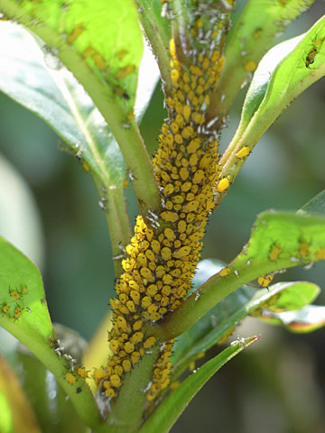 キョウチクトウアブラムシ キョウチクトウアブラムシ